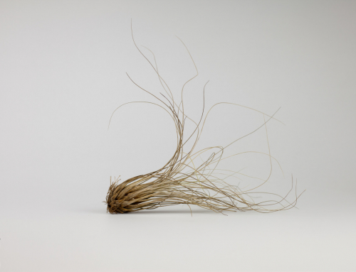 B.0.07 A dead air plant