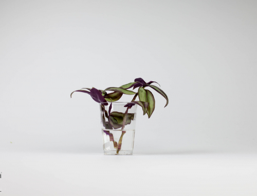 B.4.14  A clipping of Tradescantia Albiflora in a glass of water