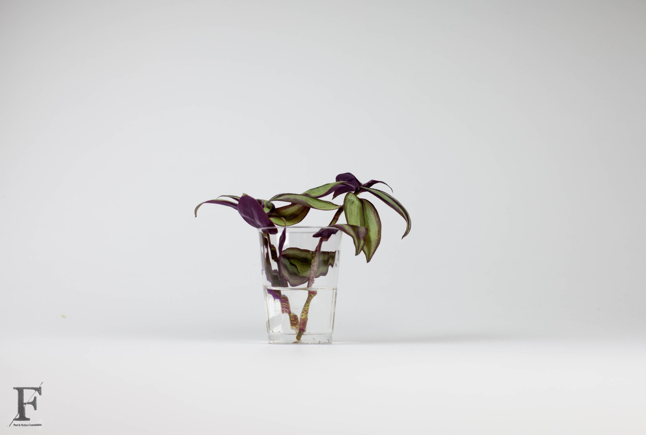 A clipping of Tradescantia Albiflora in a glass of water