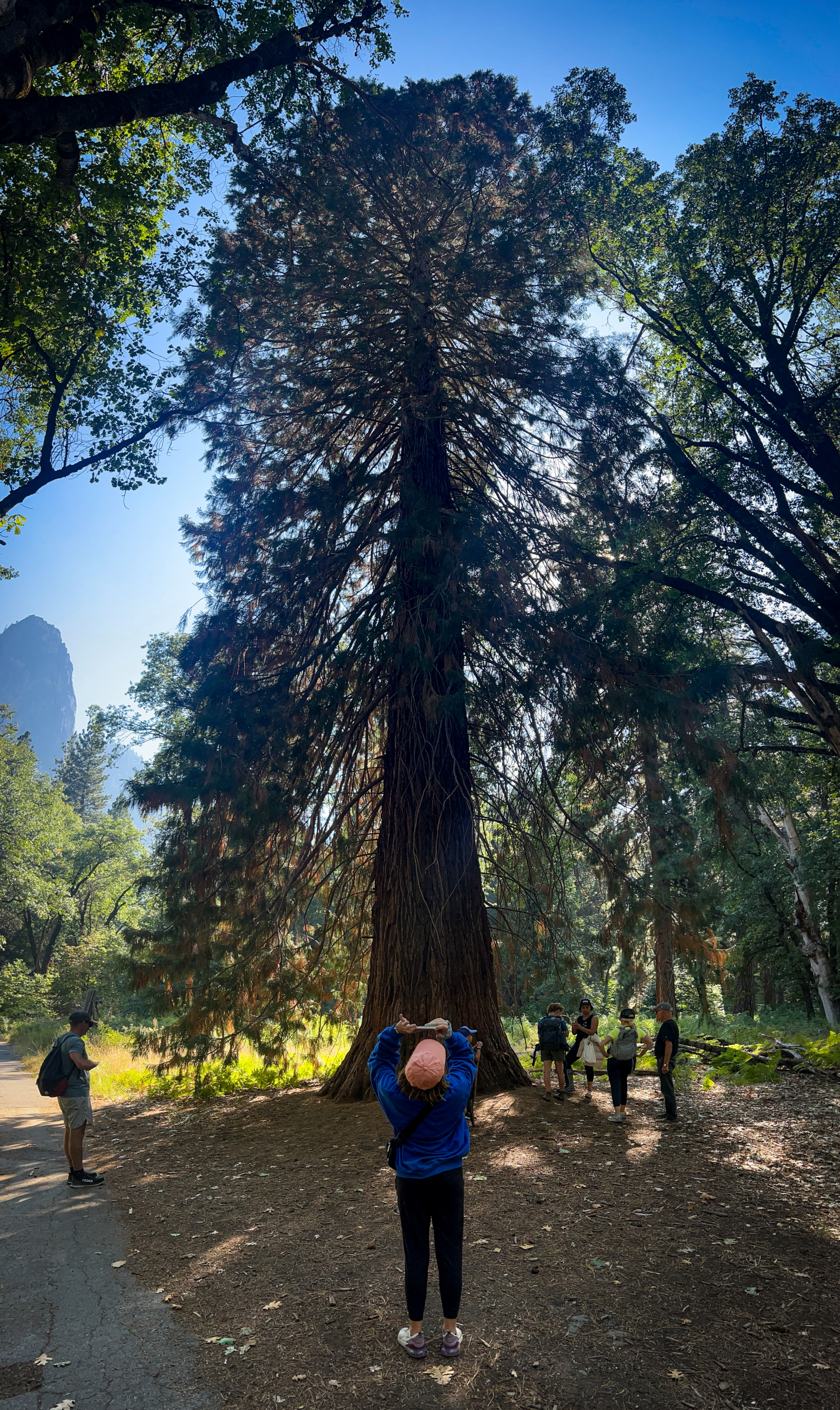 A large Sequoia gigantea in Yosemite National Park with a family taking pictures around it